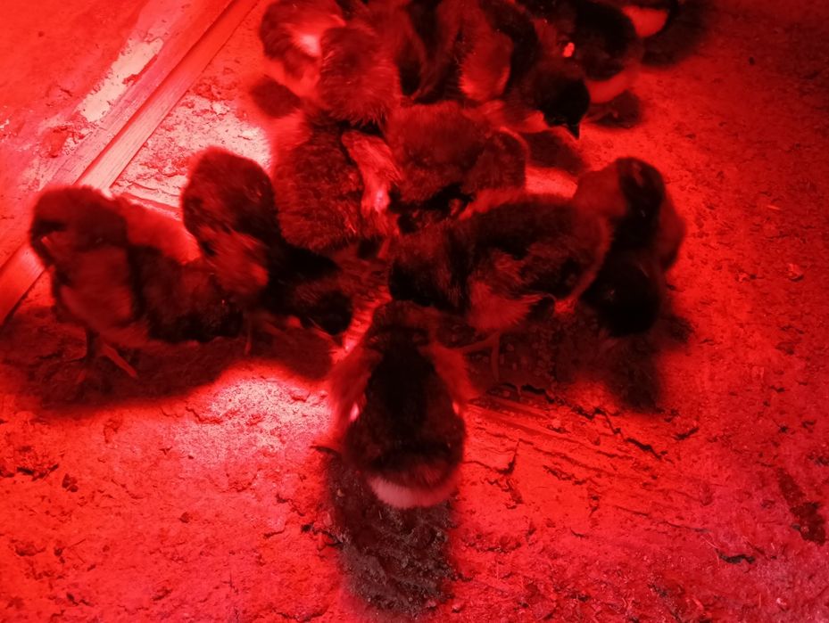 Pui  Austrolop negru