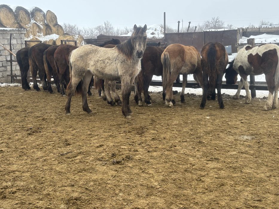 Жабағы (тай) еркек