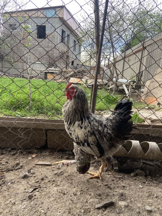 Петухи Брамо(лохмоногие), молодые