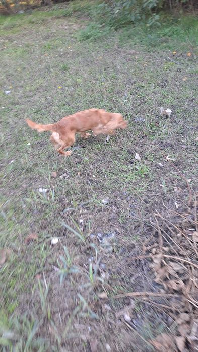 Куче търсач на трюфели