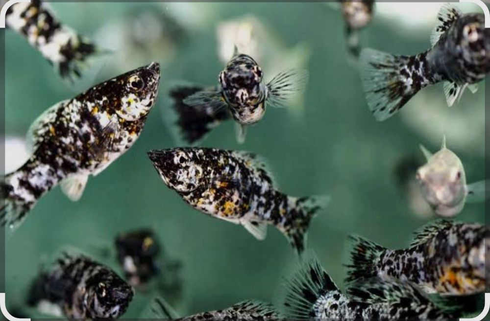 Моллинезия далматинец