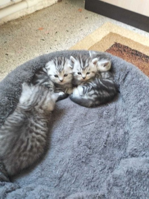 Котята, в хорошие руки