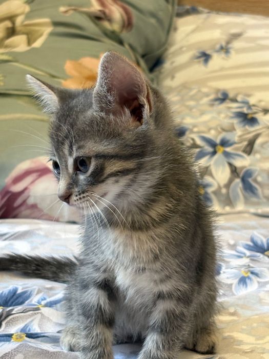 Подарявам малки котенца