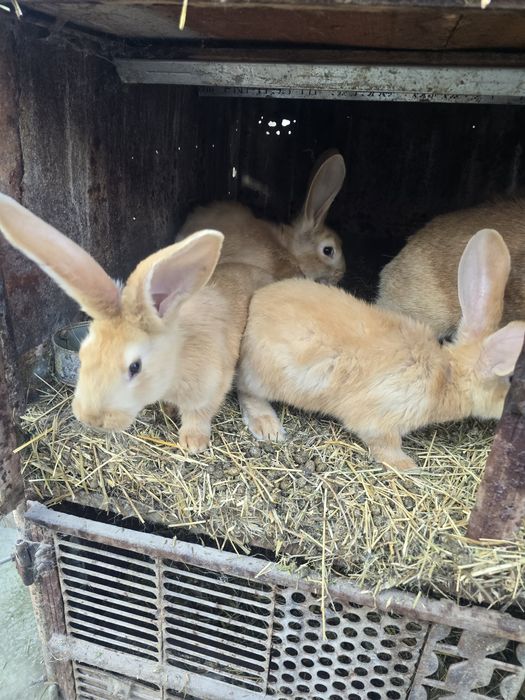 Iepurași uriaș german galben