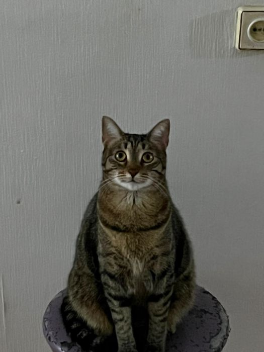 Кошка стерилизована