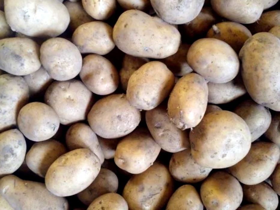 Продам картофель дачный.