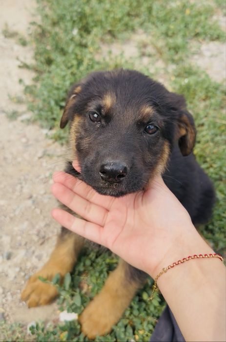 Щенки немецкой овчарки