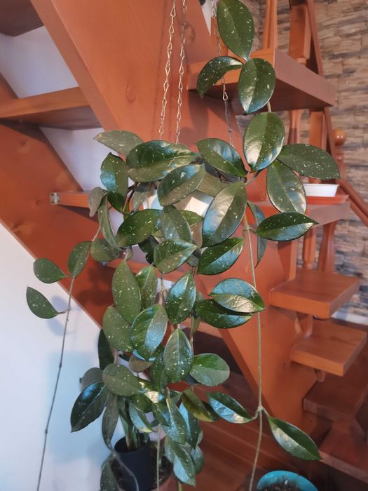 Комнатные цветы  сансевиерии, в ассортименте