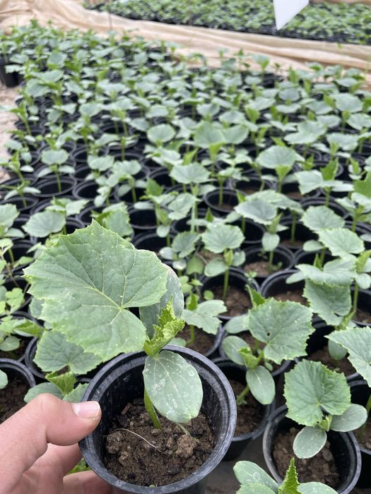 Ранен разсад домати