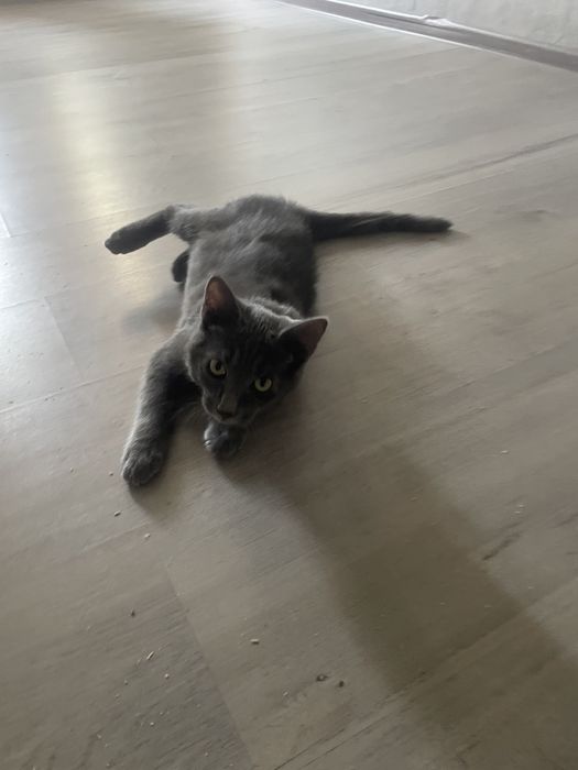 Отдам кота 4 месяца