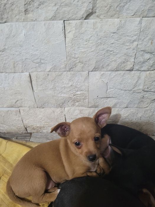 Пинчери сладки и красиви