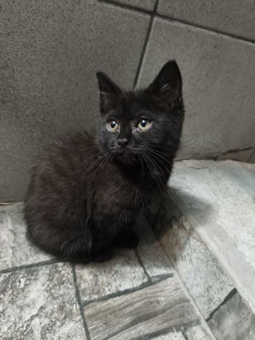 Отдам мальчика котенка