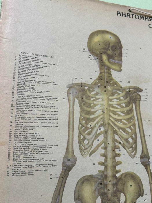 Соц Анатомични Медицински Плакати