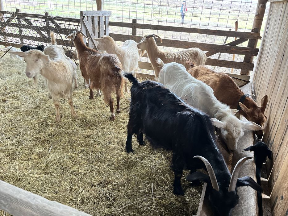 De vanzare capre cu iezi