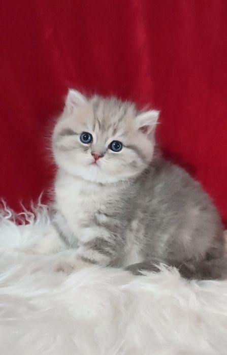 Продается чистокровный котенок мальчик