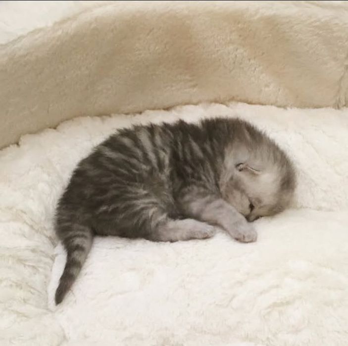 Вислоухие котята