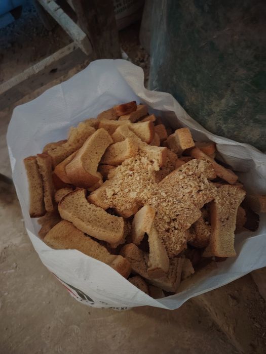 Molga qotgan boxonka non