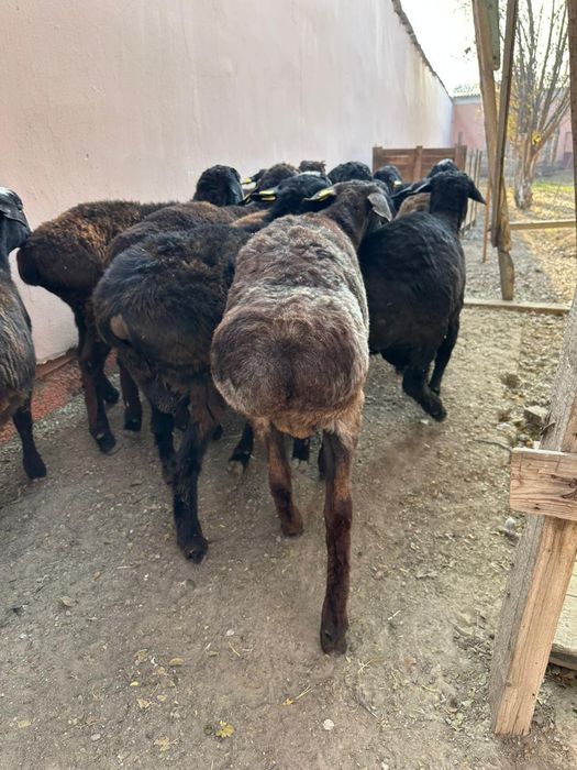 Кошкарлар сатылады