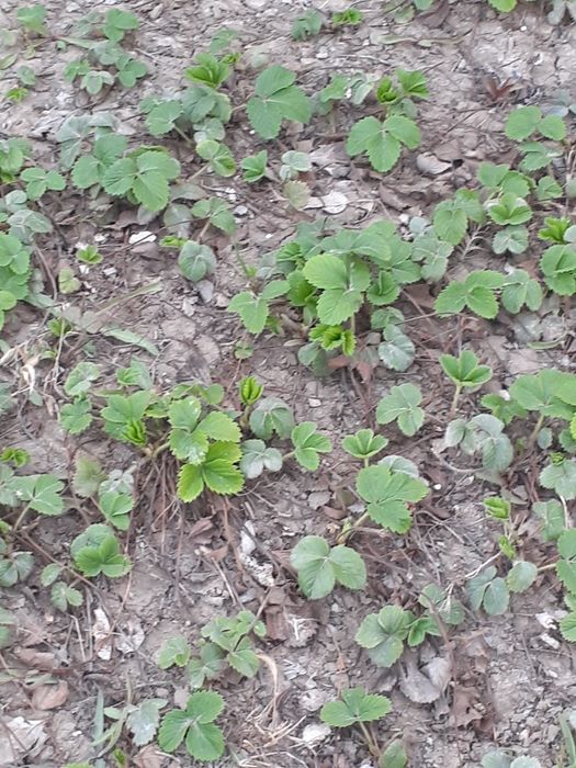 Саженцы Клубника