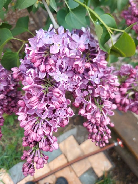 Продам Сирень на срез