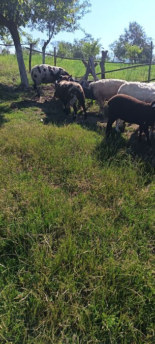 Mieluțe și berbecuți texel