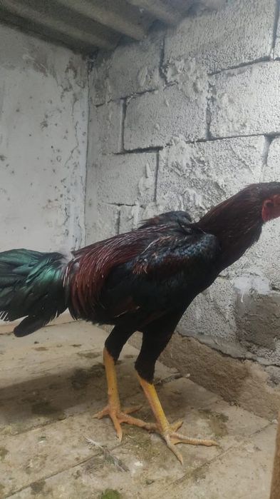 Дакан кораз тауык