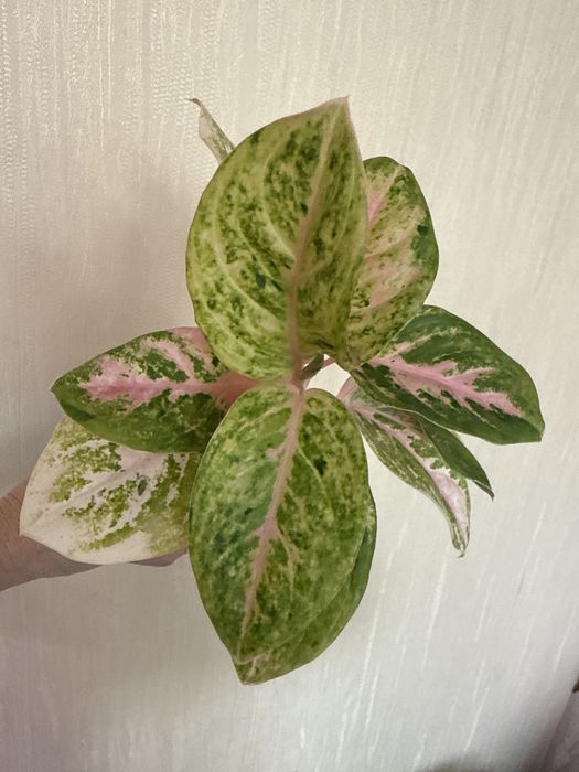 Продаю Аглаонемы цветы