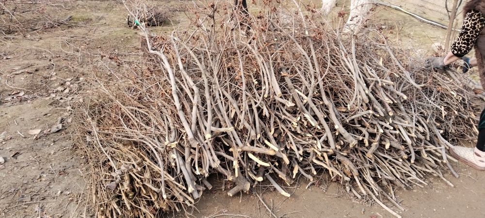 Тандир Боп отинлар