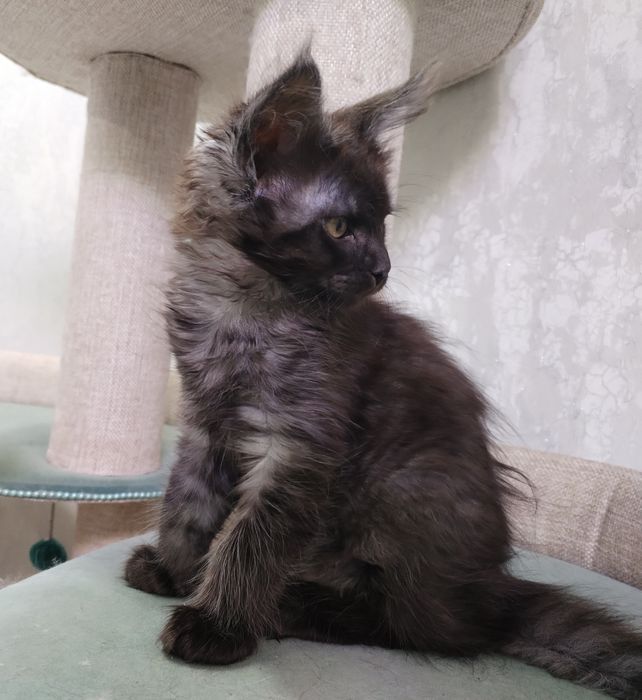 Девочка Мейн-кун с документами