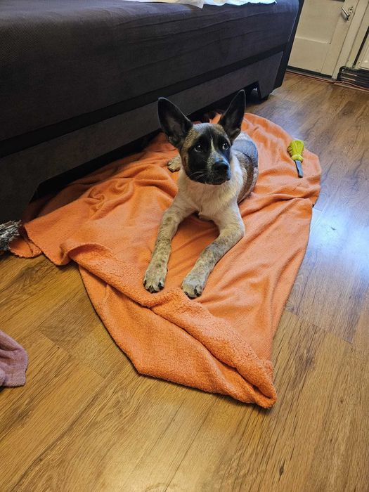 Donez pui de 4 luni metis Akita American