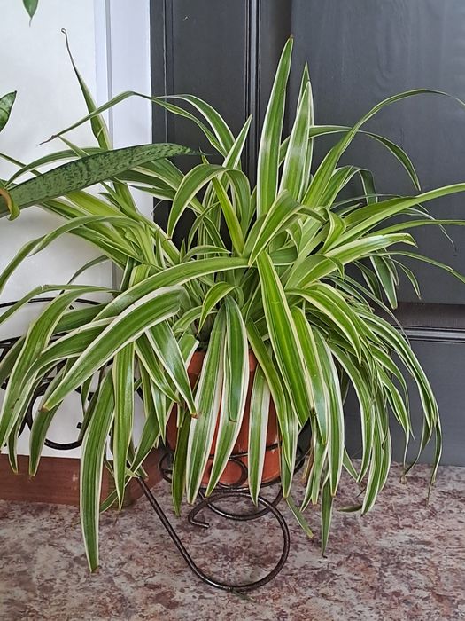 Срочно Бөлме  Гулдері от 500 -до 5000