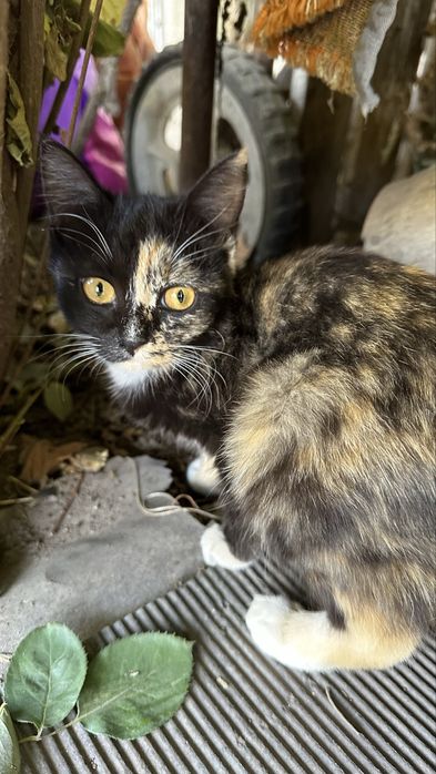 Котята девочки 2 месяца