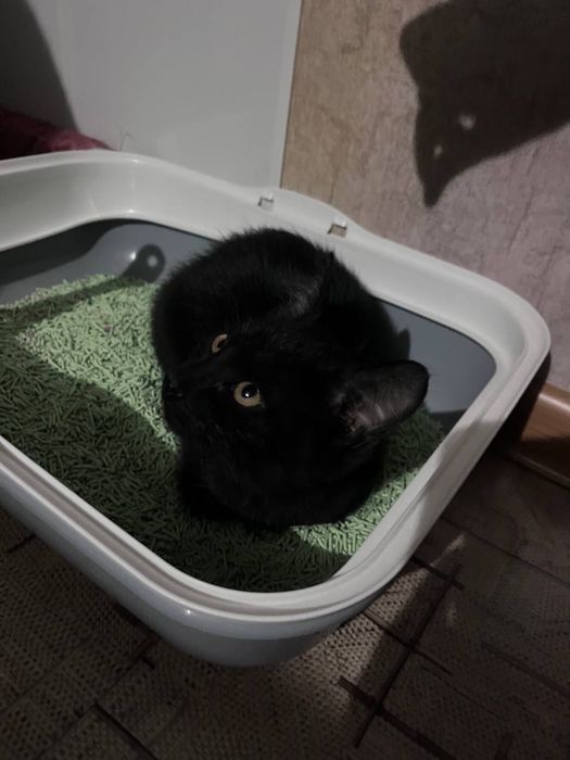 Ласковый Котенок мальчик ищет семью