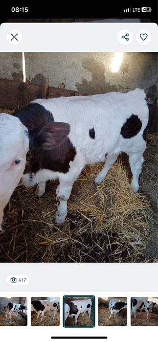 De vanzare vitel in varsta de 2 luni jumate !