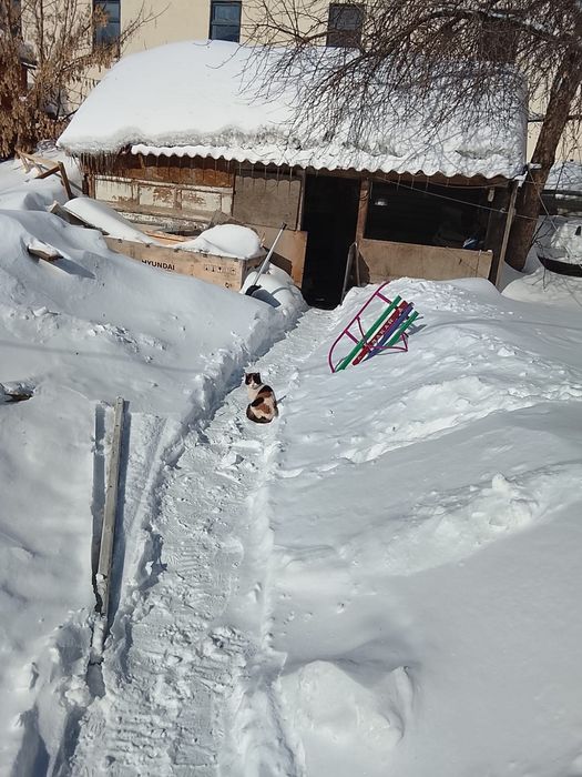 Пушистики ищут дом