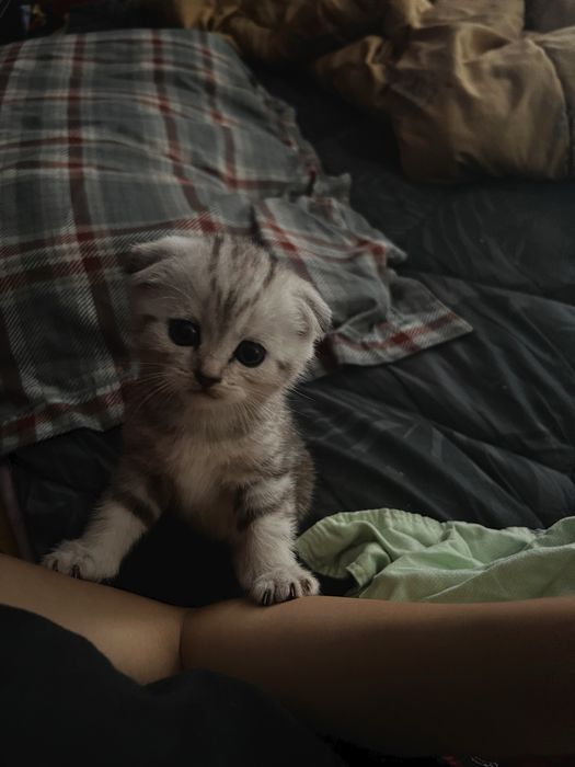 Вислоухий котенок