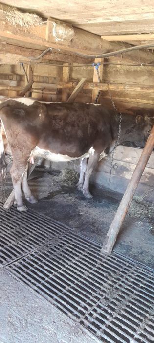 Vaci de vanzare bruna maramures