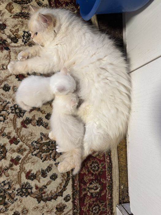 Полуперсидские котята