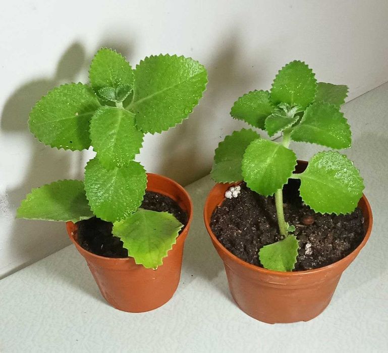 Продам. Плектрантус или домашняя мята. С приятный мятный ароматом.