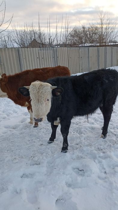 Продам телят 1 бычок 2 тёлочки