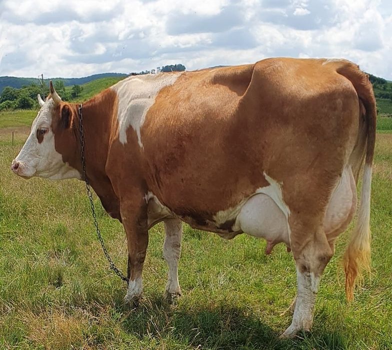 De vânzare două vaci tinere  balțată românească