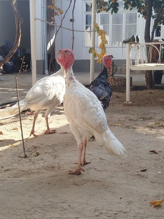 Куркалар сотилади.