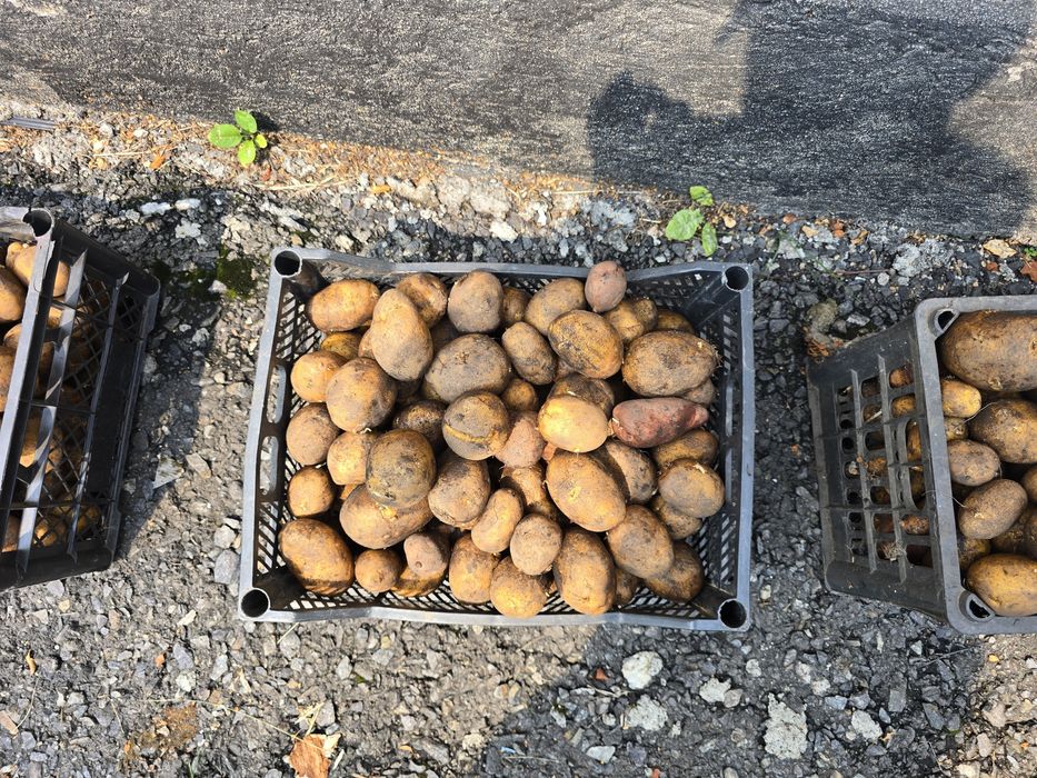 Продам картофель