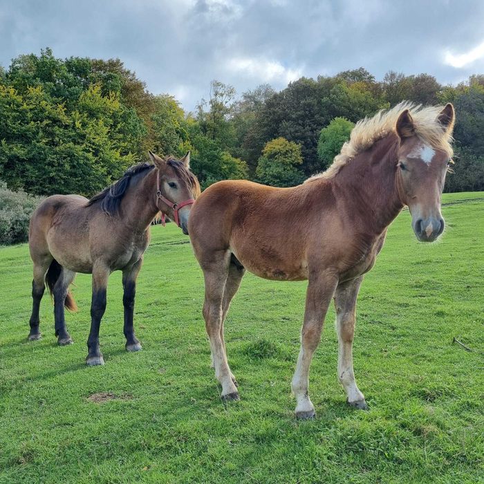 Vând 2 mânze si un mânz