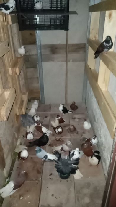 De vânzare la bucata 30 lei 50 bucata ,lot toți 20 lei bucata 32 de buc ,sec 5 Sebastian str Grigore Tocilescu Nr 45