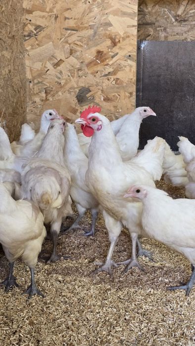 Pui Labresse, în vârstă de 10 săptămâni