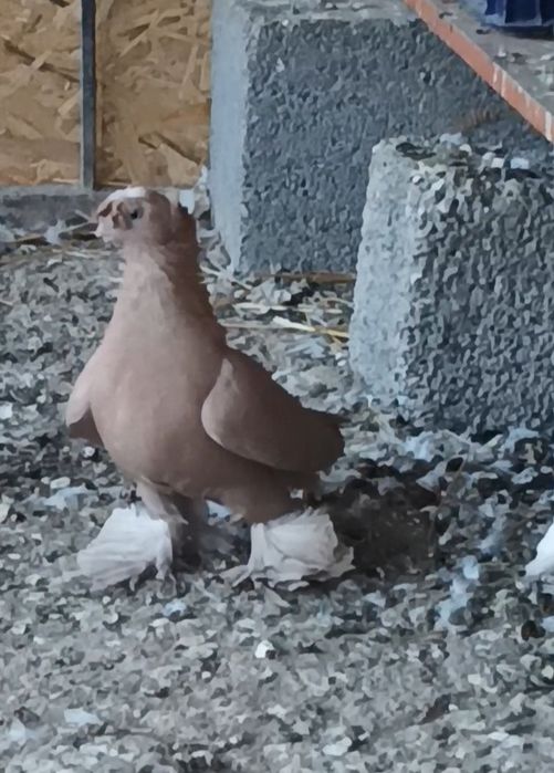 Продается голуби