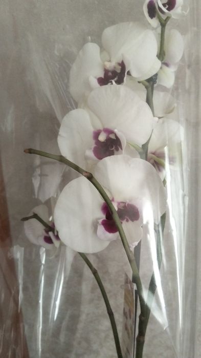 Продам орхидея сортовые