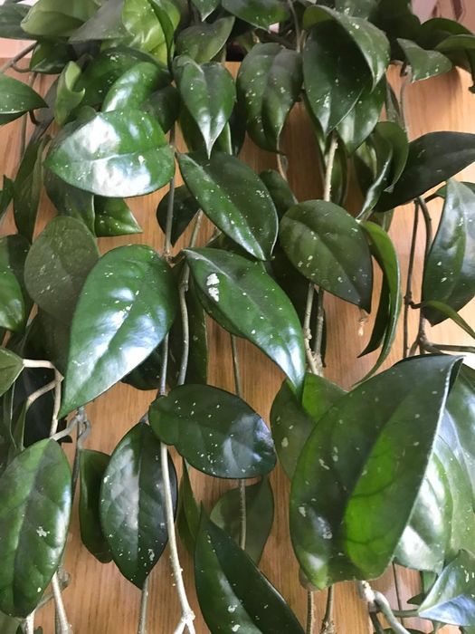 Продам цветок -Хойя мясистая