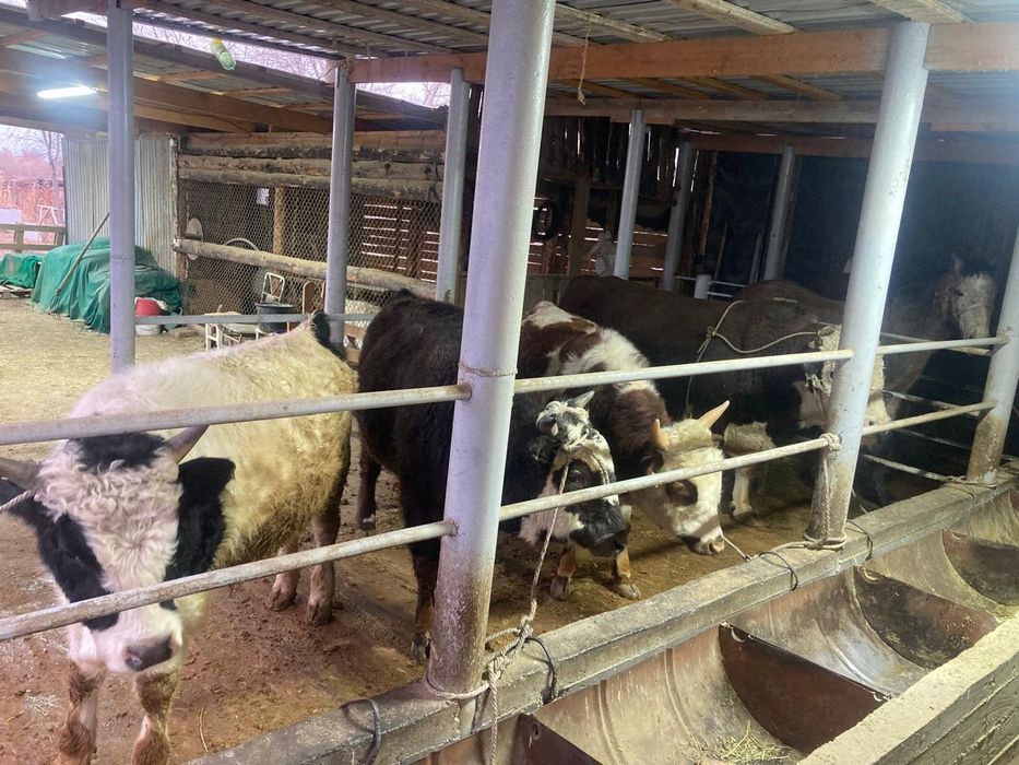 Бұқа сатылады тортеу